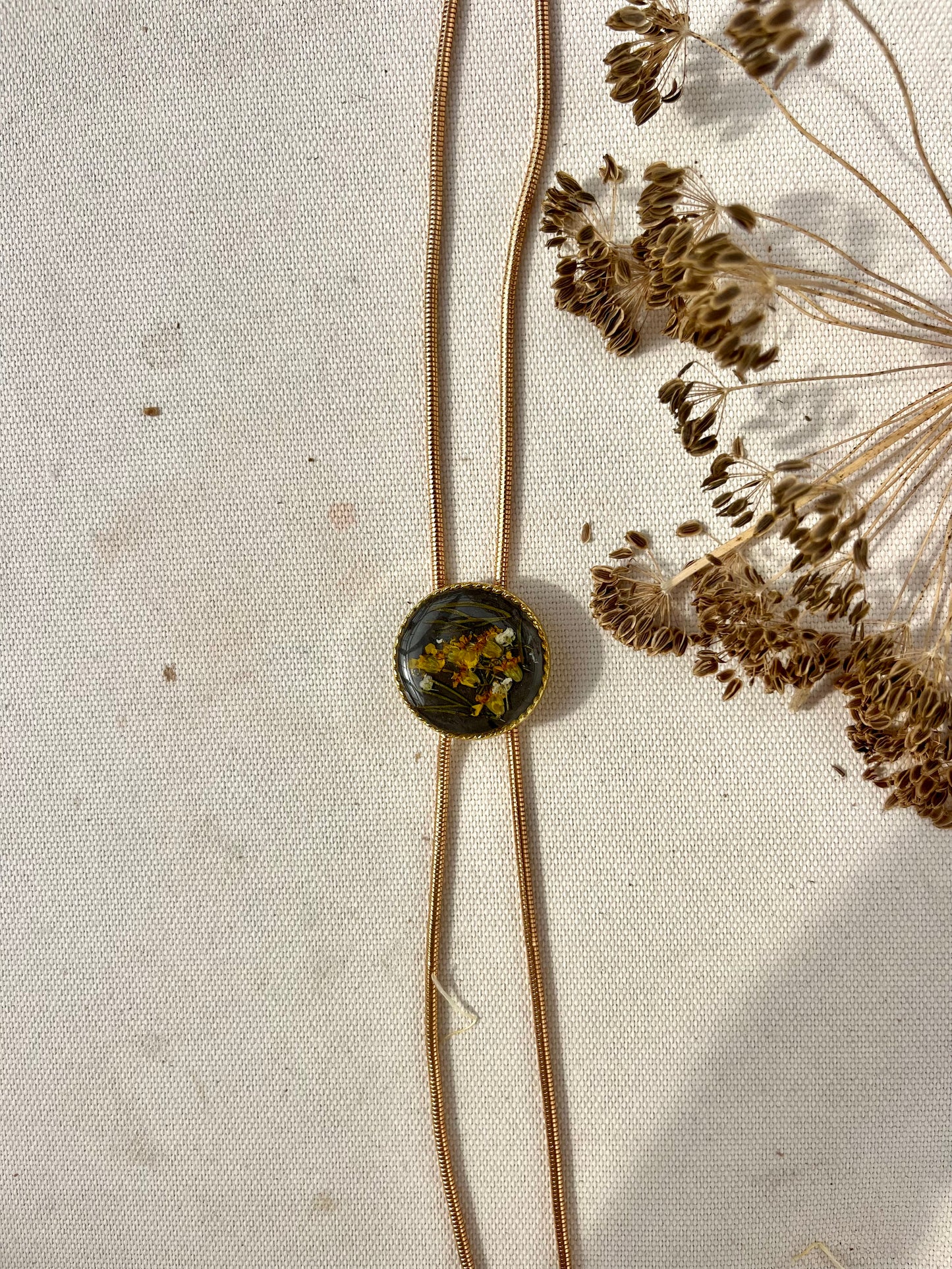 Golden Yarrow on Night